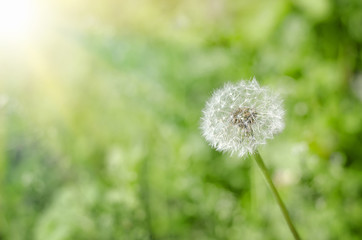 Fluffy dandelion flower plant in the garden in summer