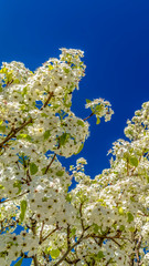 Panorama frame White flowers of a tree blooming against blue sky background in spring