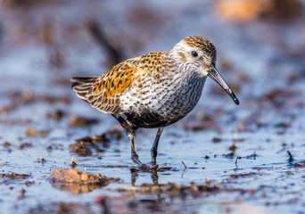 dunlin