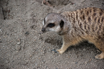 Meerkat collection image one