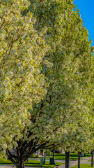 Panorama frame Road lined with houses and lush flowering trees against mountain and blue sky