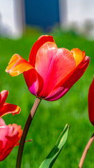 Panorama Blooming tulips isolated against lush green grasses on a sunny day