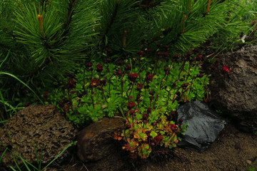 Edible flowers of purple saxifrage