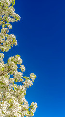 Panorama frame Close up of a white flowering tree isolated against a clear blue sky background