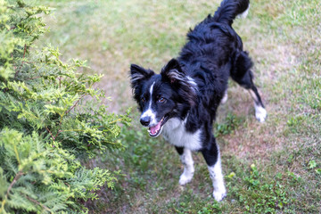  Young dog standing on the lawn. Dog closely looks. Soft focus.