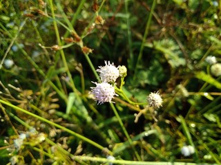 Tropic Ageratum's small white flowers blooming (Ageratum conyzoides)