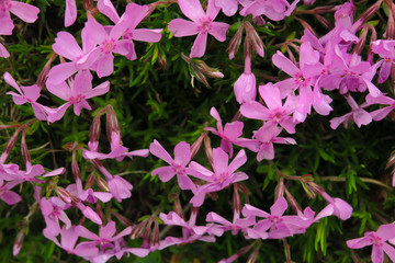 Soft, selective focus of pink Cosmos, blurry flower for background, colorful plants