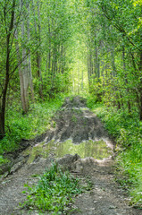 The muddy road in the forest on the Danube River near the town of Novi Sad in Serbia