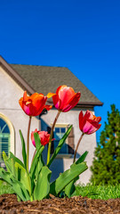 Panorama frame Tulips blooming at the garden of a home under clear blue sky on a sunny day