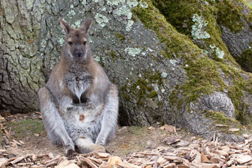 Naklejka premium Kangourou