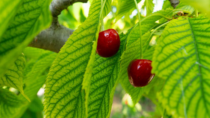 Two fresh natural cherries in the leaves of the cherry tree