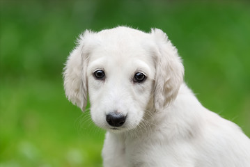 Young Saluki (persian greyhound) puppy with a light colored coat, portrait of a cute baby dog sitting in a green meadow, looking curiously with wide eyes