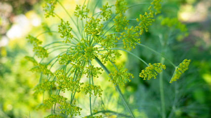 Dill in the garden. Close-up. Culinary herb