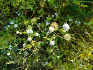 Tropic Ageratum's small white flowers blooming (Ageratum conyzoides)