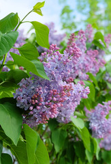 Delicate lilac(Syrínga) blooms in the park in spring
