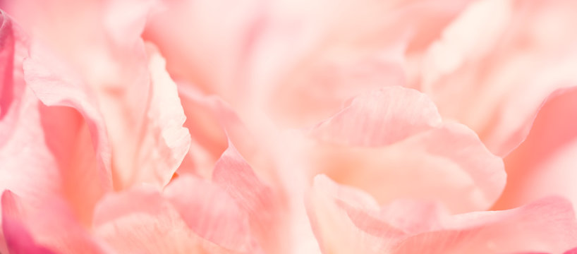 Closeup image of pastel pink flower, floral background, abstract summer concept walpaper