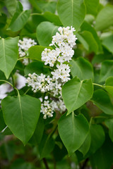 White lilac flowers and green leaves.