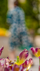 Fototapeta na wymiar Panorama Close up of dazzling tulips with people and building in the blurry background
