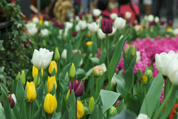 Colorful tulip flowers in the park