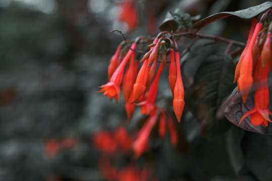 Bright red flowers in the park