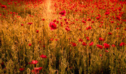 Poppies that found in ecological park of South Korea