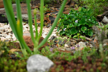 Fototapeta premium Speckled flowers violets and green leaves.