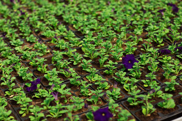 Rows of petunia flowers in pots, grown in a greenhouse. Plants are ready for export