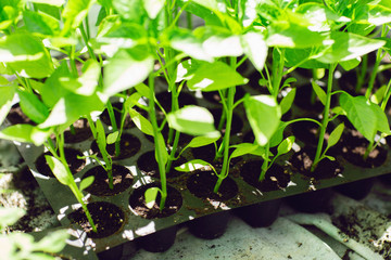 Close up of pepper seedlings, young foliage of pepper, spring seedlings. Concept of greenhouses