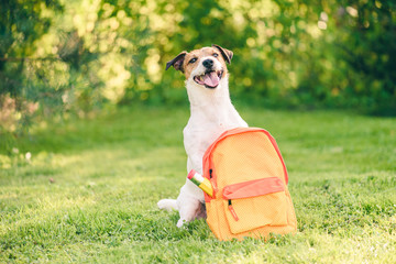 Welcome back to school concept with dog and backpack full of stationery © alexei_tm