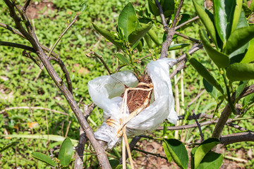 How to expand the varieties of lemon trees with the branches.