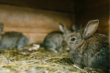 Grey rabbit sitting on a straw