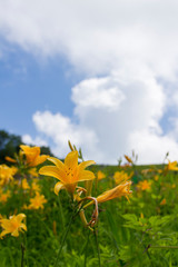 ニッコウキスゲ／白馬五竜高山植物園／長野県白馬村