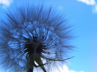 dandelion against blue sky