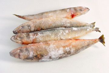 Frozen raw oceanic small fish