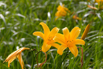 Obraz premium ニッコウキスゲ／白馬五竜高山植物園／長野県白馬村