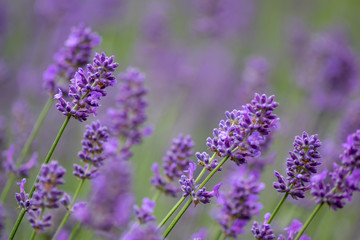 Prächtig violette Lavendelblüten heißen den Sommer willkommen