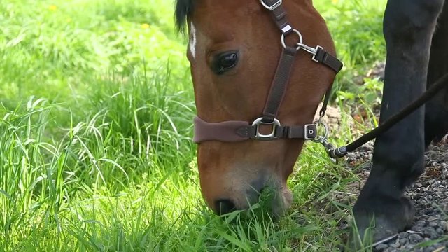 Horse is eating fresh grass on the green meadow, close up