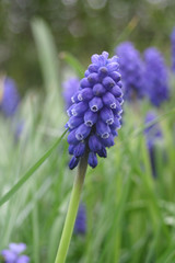 Blue hyacinth in garden
