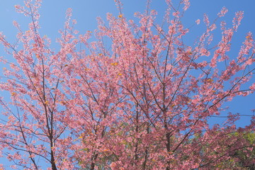 Ant's eye view of wild himalayan (prunus) cherry blossom on tree branches with blue sky background, Doi Ang Khang, Chiang Mai, northern of Thailand.