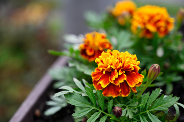 African-American flower with green leaves in a box.