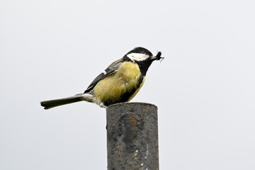 Great tit on a metal post with insects in its beak.