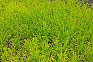 도심속 쉼터에 풀