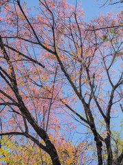 Ant's eye view of wild himalayan (prunus) cherry blossom on tree branches with blue sky background, Doi Ang Khang, Chiang Mai, northern of Thailand.
