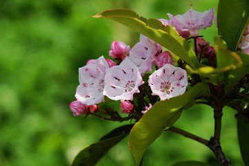 Kalmia - Kalmia latifolia.　It is called 
