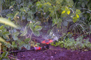 watering the garden with the help of a water supply system and a sprinkler in hot weather