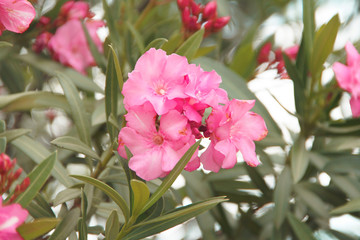 Beautiful of Oleander flower with blur background.