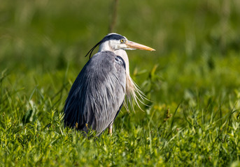 Gray Heron