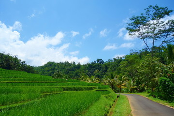Fototapeta na wymiar Countryside of Bali filled with Rice Terraces and palm trees, Jatiluwih , Indonesia