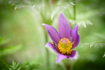 Fototapeta premium purple flower in the garden