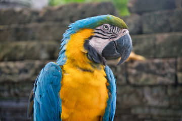A blue and yellow macaw parrot closeup